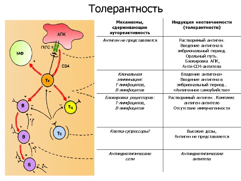 Толерантность